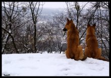 Prinz und Prinzessin "Hohe Burg" ... / ............