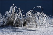 WINTER CORAL / ***