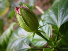 Bud. / ***
