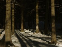 Studieren in den Winterwald / ***