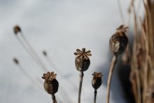 Winter Poppies / ......