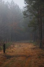 Im Wald / ***