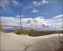 Yucca weißen Sand / ***