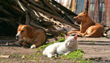 Redhead Escort / Cat and sekurity