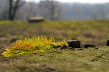 Kleine Wald / ............