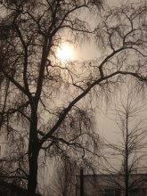 Winter Rose / ***