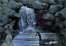 Enten, Prospect Park, Brooklyn, NY / ***