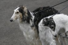 Greyhounds / ***