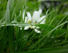 Blume &amp; Drop) / ***