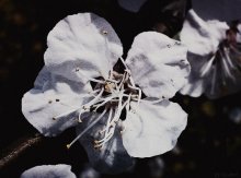 Barren Blume / ***