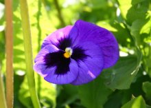 Violett / ***