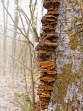 Pilze / ***