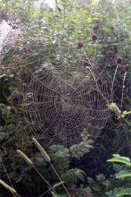 Web / ***