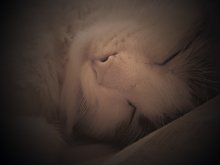Muschi / *******