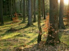 Paradise Wald / ***
