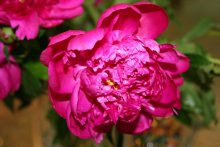 Rosa Pfingstrose / ***