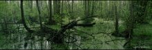 Russische Sumpf - eine geheimnisvolle Landschaft. / ***