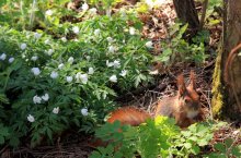 Frühstück im Frühling Wald / .............................................
