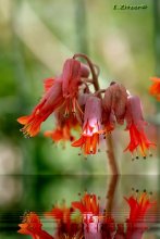 Red Bells / ***