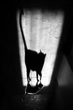 Shadow und ihre Katze / ***