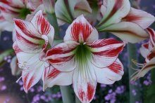 KeuKenhof 2 / ***