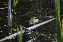 Frosch / ***