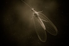 Guest / ***
