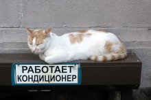 katze 02 / jalta, stadt der katzen!