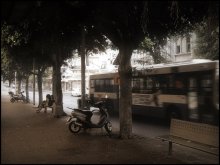 im Schatten der ficus / ***