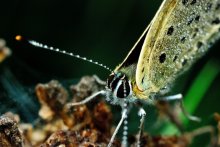 Plebeius argus / ***