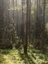 Morgen im Wald / ******