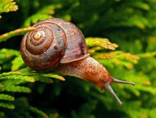 Schnecke / ***