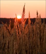 Sonnenuntergang Wiese. / ***