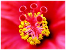 Staubgefäße und Stempel / ***