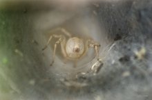 spider / ...................