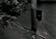 Schwarze Katze in einer schwarzen Box / ***