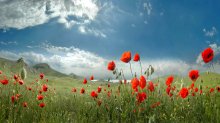 Konstellationen von Mohn in der Sonne glänzen / ***