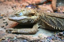 Ich würde in einer Stunde / ***