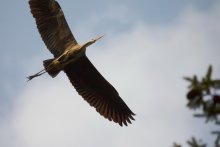 Flug / ***