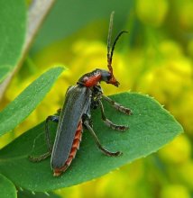 Myagkotelka braun Cantharis fusca / ***