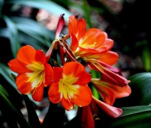 Blumen 1 / ***
