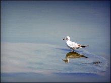 im Spiegel von schlammigem Wasser / ***