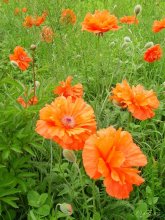Rote Mohnblumen ... / ***