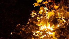 Herbst Flame / ***