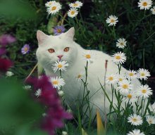 Katze mit Blumen / ***