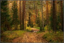 Road im Herbst Wald. / ***