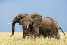 Afrikanische Elefanten / ***