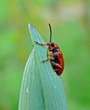 Käfer Blattkäfer Treschalka Zwiebel Lilioceris merdigera / ***