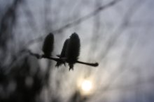 Nieren / ***