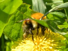 Hummel-Workaholic / ***